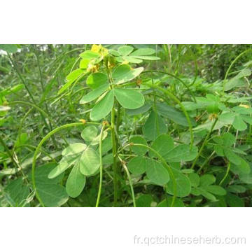 Graine de cassia naturelle de haute qualité